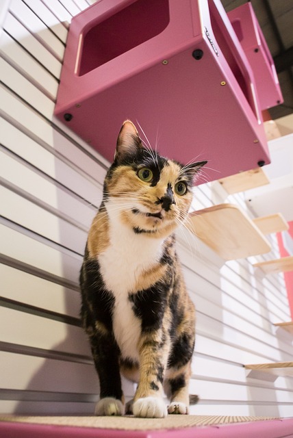 고양이 호흡곤란? 스트레스 호흡 증상과 대처법&middot;응급 신호와 안정 방법