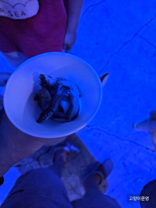 펭귄 먹이주기 체험 및 펭귄고 사진 한컷