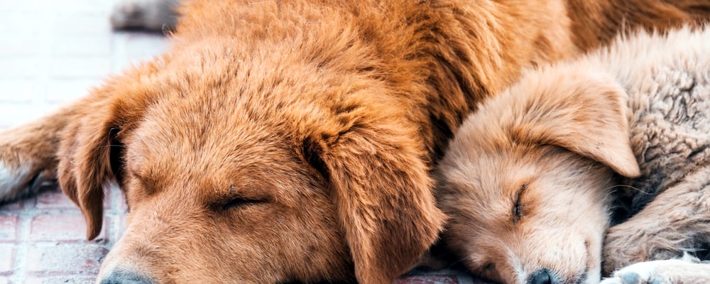 강아지 혼내는 방법 9