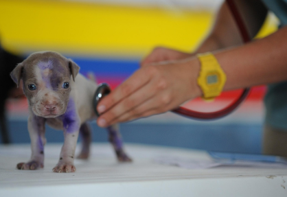 동물원 수의사, 말 못 하는 맹수와 교감하는 특별한 24시