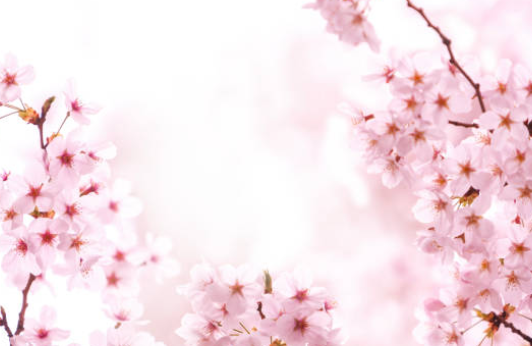 경주벚꽃시기