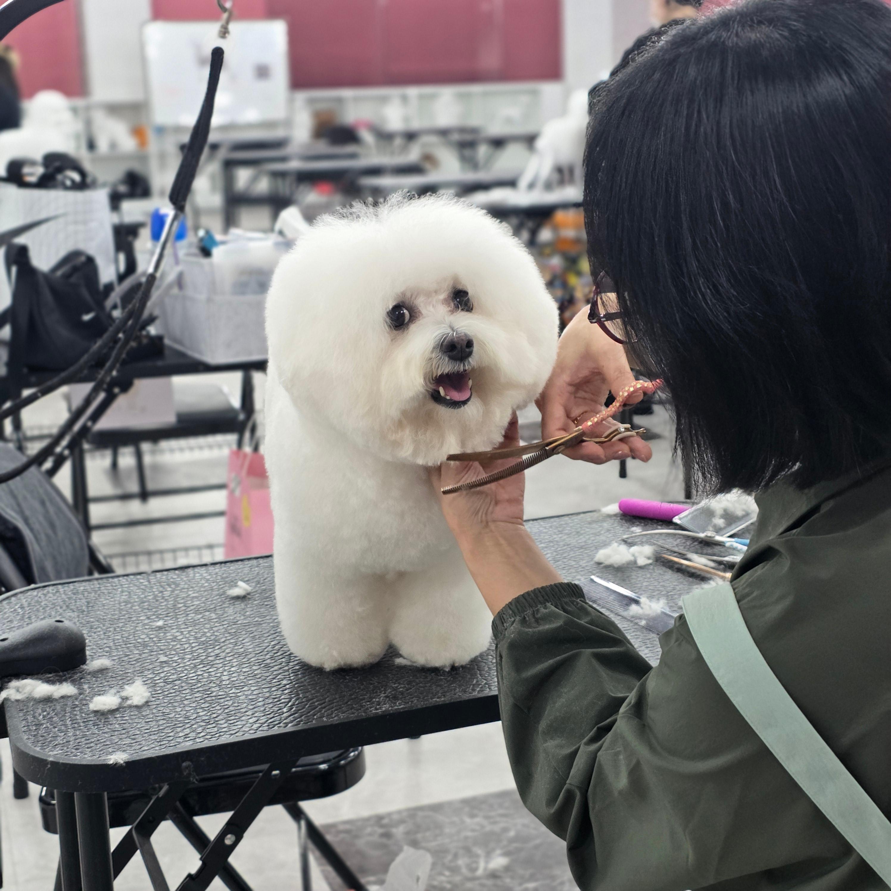평촌애견미용학원