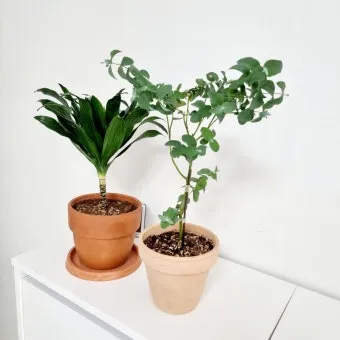 화분 잎마름 원인 햇빛부족 건조 과습 진단 맞춤 처방 가이드_6