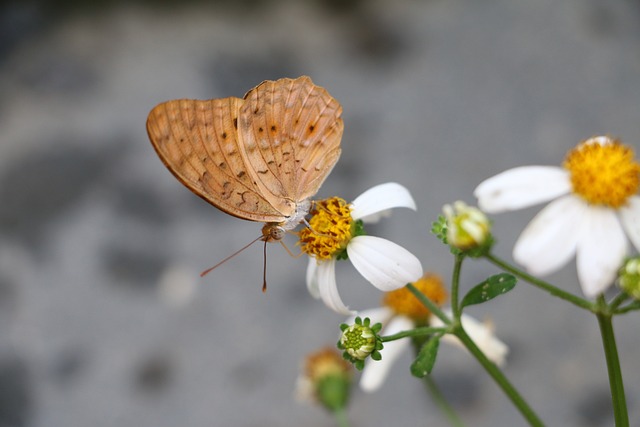 루틴 뜻, 골프루틴 뜻, 루틴 효능, 루틴 함량, 멘탈 뜻