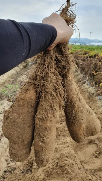 마 재배 지지대 설치 덩이 비대 관리 수확 요령_2