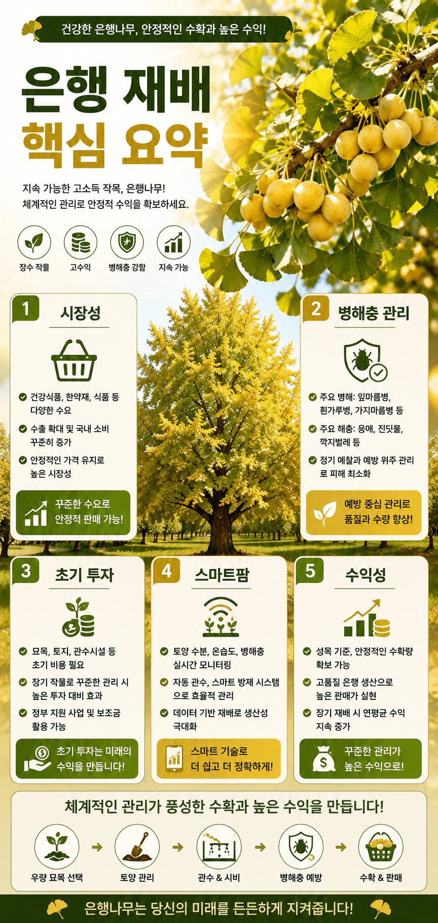 은행재배 핵심요약 인포그래픽