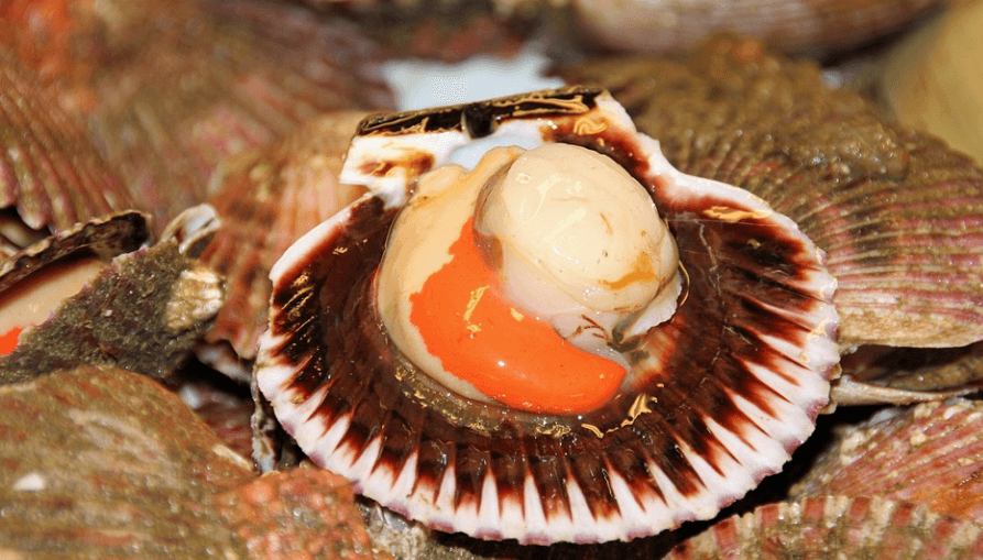 가리비 효능은 정말 많이 있다. 껍질을 벗겨 놓은 가리비
