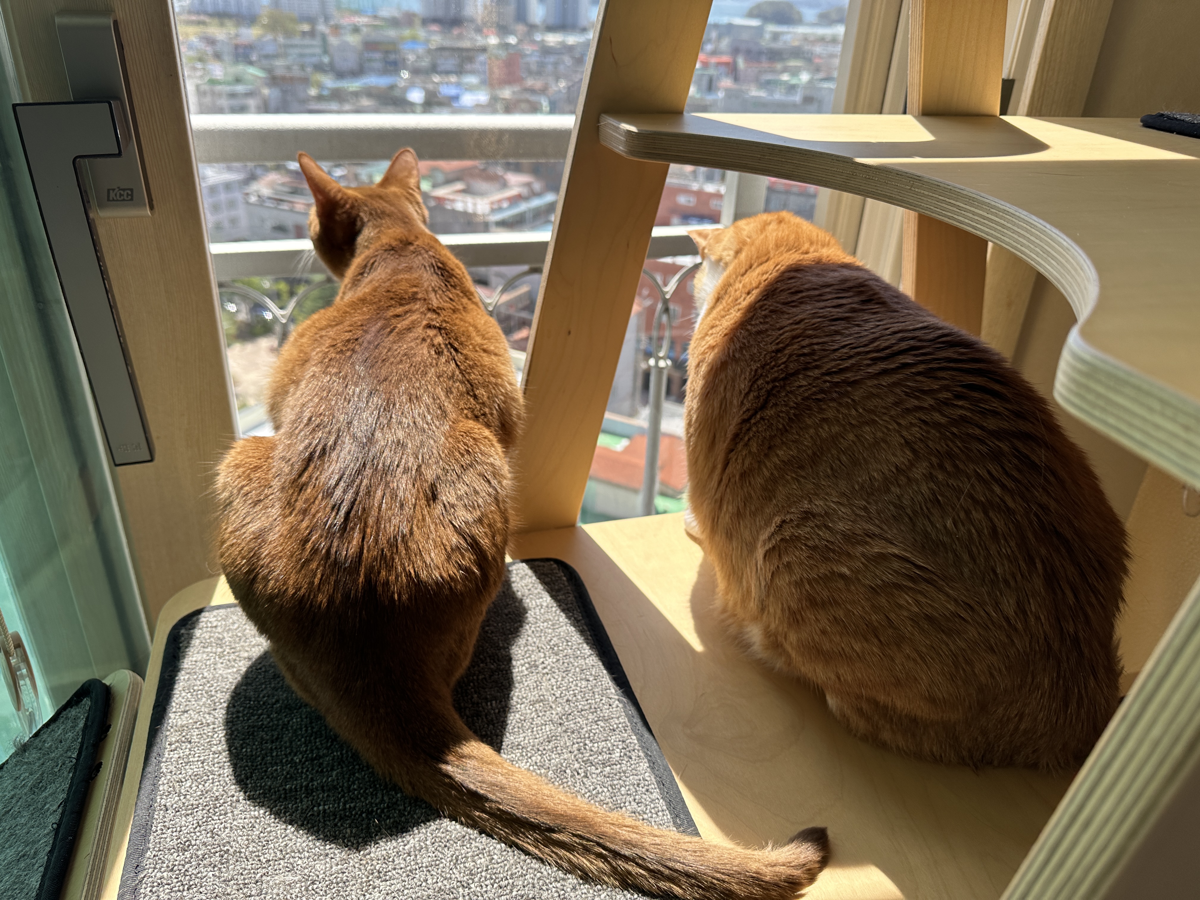 고양이들이 창밖에 벌을 발견했을때 (feat. 루나와 호야의 반응)