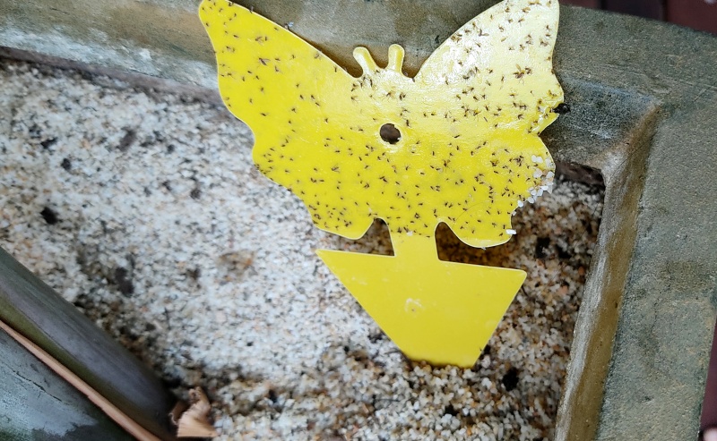 화분에 꽂아두었던 끈끈이 트랩