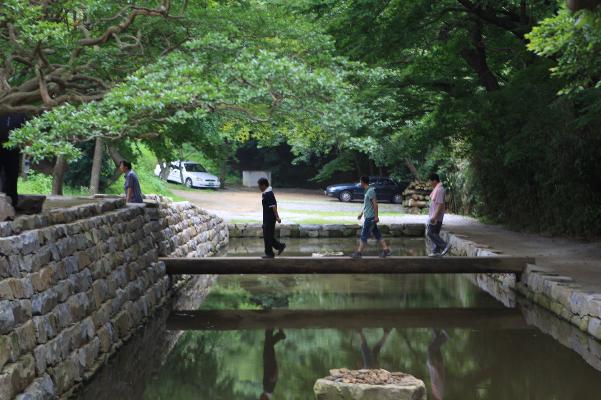 서산 개심사 겹벚꽃