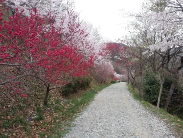 봄꽃 여행지