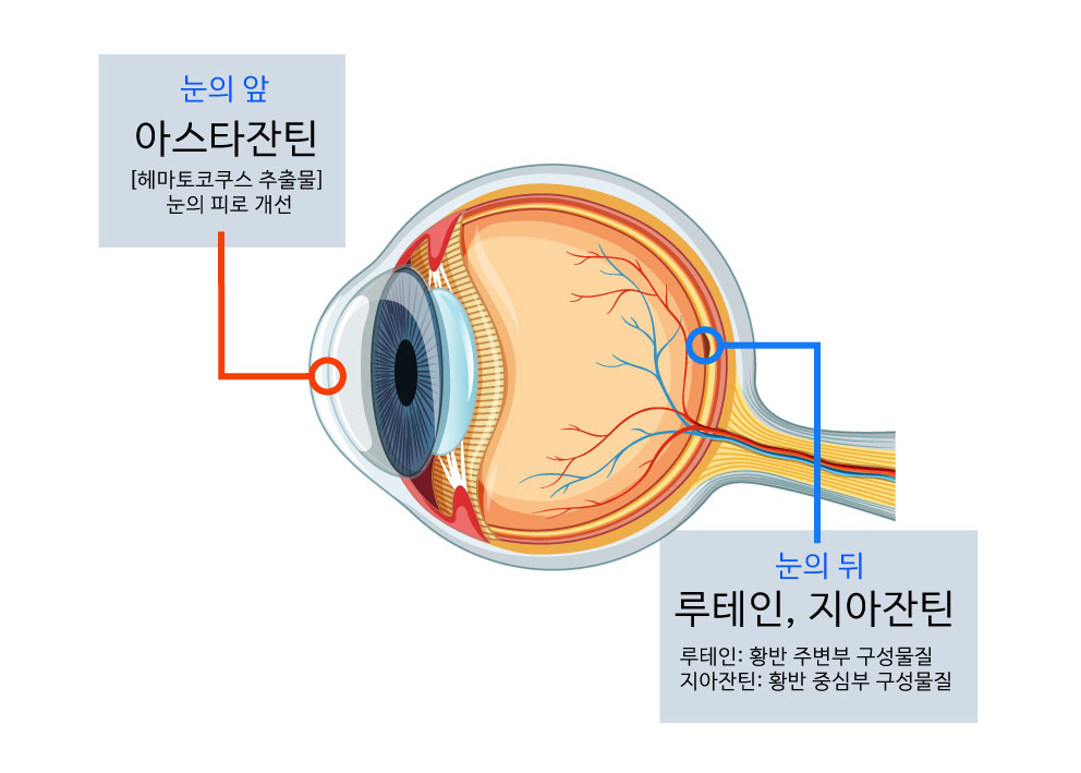 루테인 지아잔틴 아스타잔틴