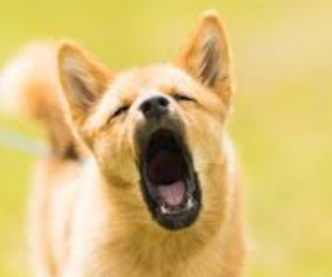 개짖는 소리 자주 묻는 질문