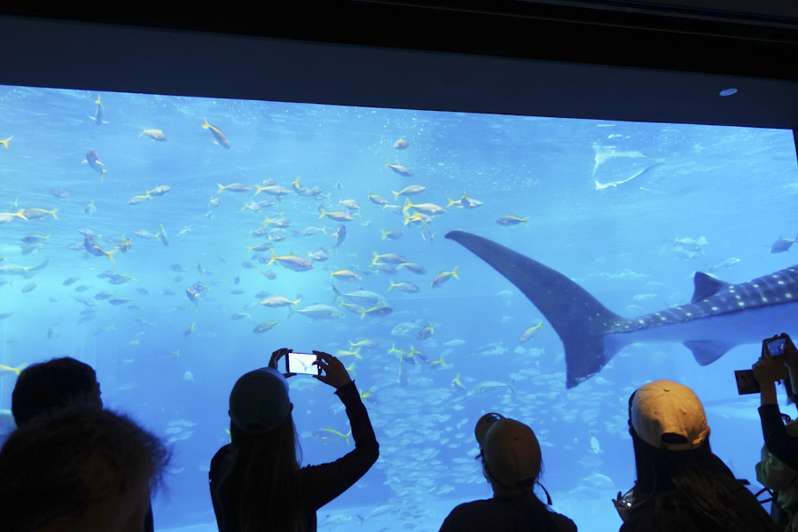 오키나와 츄라우미 수족관 고래상어