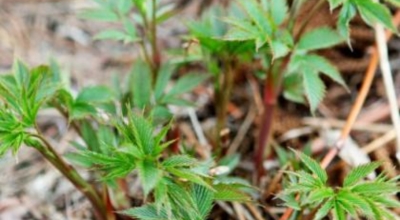 눈개승마 이미지