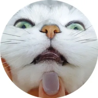 고양이 입술색, 정상 입술색, 입술이 검은색이라면_31