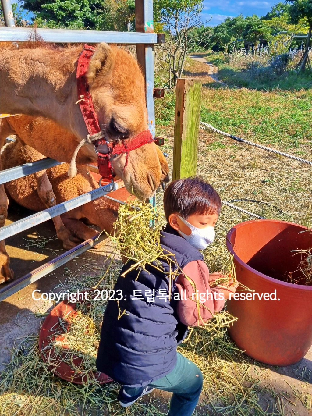 낙타가 먹던 건초를 아이의 등 위에 흘린다.