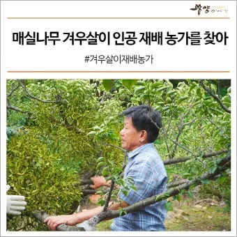 매실 재배 적과 타이밍 병충해 방제 수확 저장_11