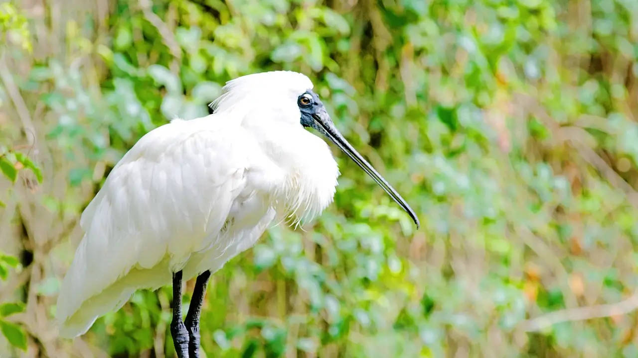 검은부리저어새(Black-faced Spoonbill)의 흰색 깃털과 납작한 부리 형태