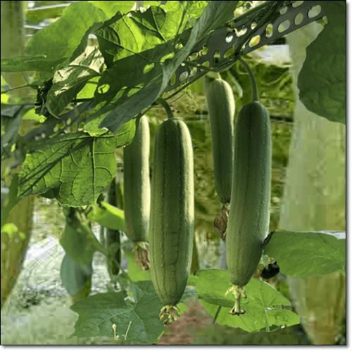 수세미 재배