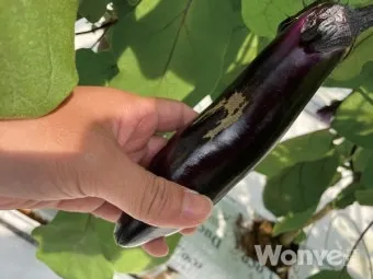 가지 재배 순 지르기 착과 관리 고온 대책_13