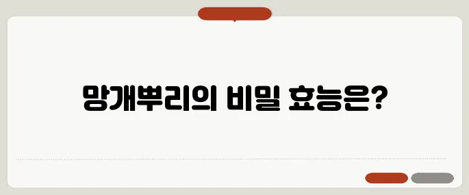 망개뿌리 효능 전통 약재의 숨은 효과