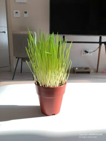 귀리 재배 봄 파종 배수 관리 비료량 조절_8