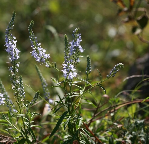 꽃도 꿀도 가득! 정원 필수 식물, 꼬리풀