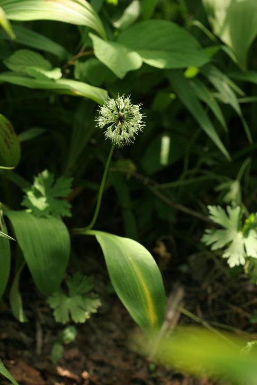 산마늘(명이나물)