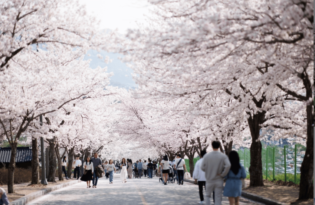  고창 벚꽃축제 (24년 3월 29일 ~ 31일 / 전북 고창읍 석정지구 일원) 