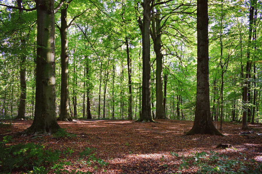 한국의 사계절 수목원과 식물원