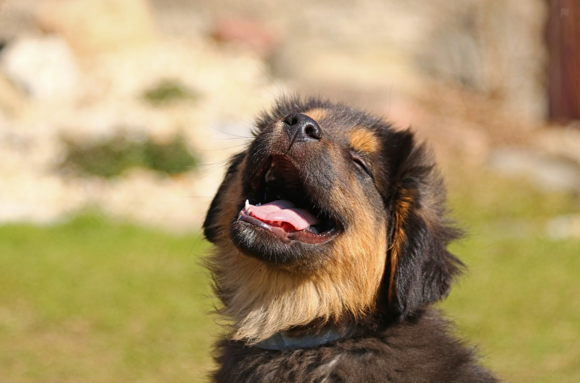 강아지 구강 건강과 치아 관리의 중요성