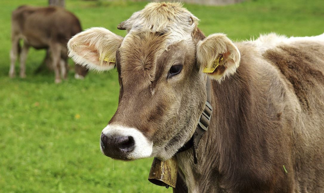 2026년 소띠 운세 총정리|재물운·건강운·직장운 완벽 해석