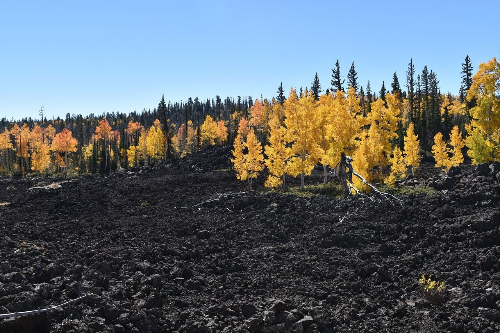 숲의 네트워크 : 균사체의 비밀
