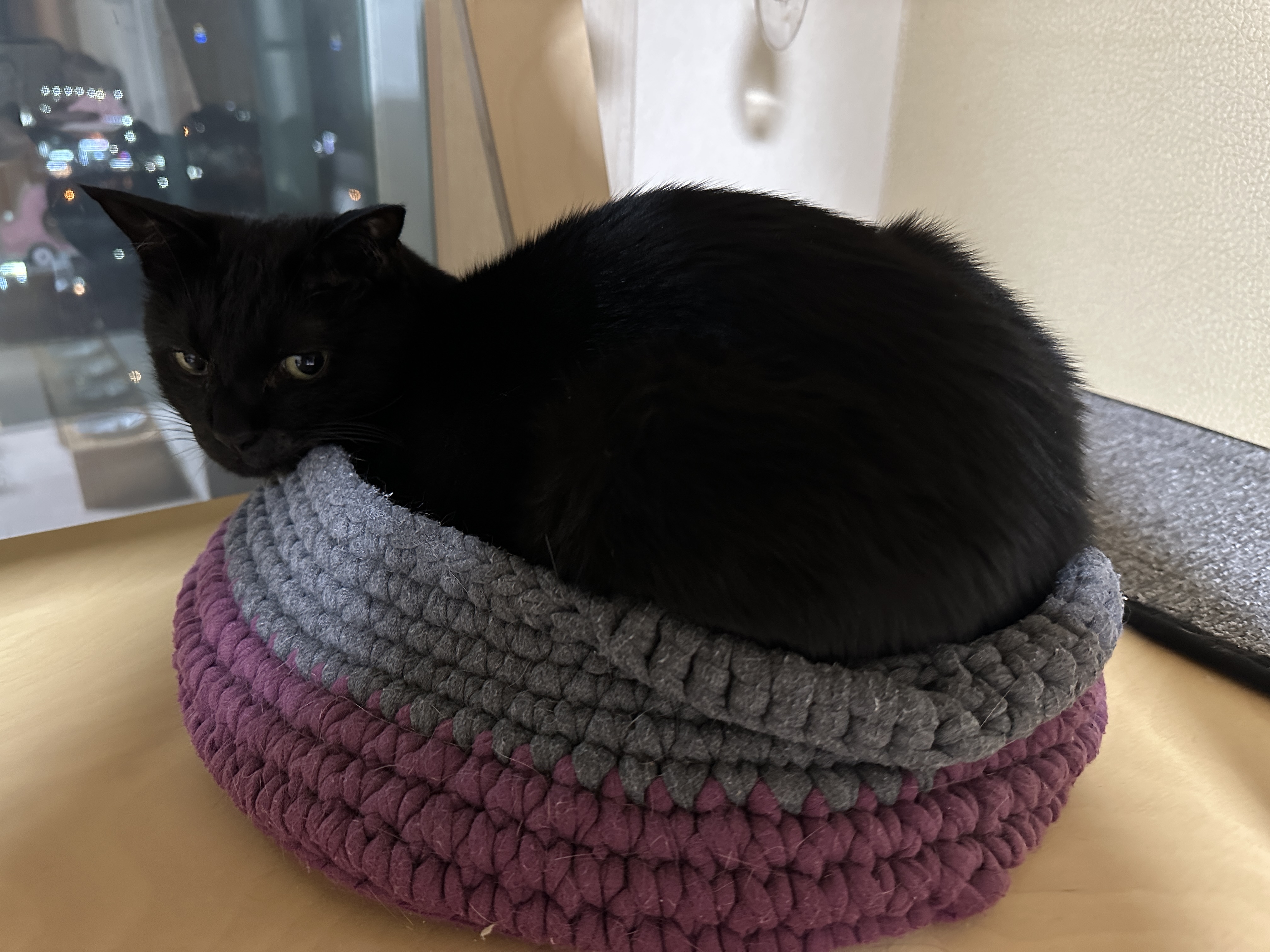 센티한 건이 모음.. (feat. 문화생활 즐기는 고양이 건이)