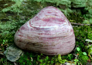 튜라이트
