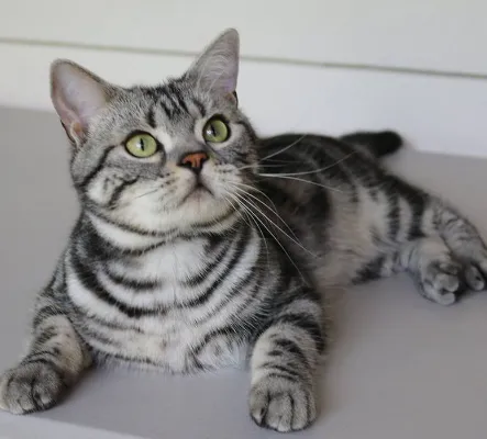 아메리칸숏헤어 고양이 유전병 털빠짐 가격 특징_8