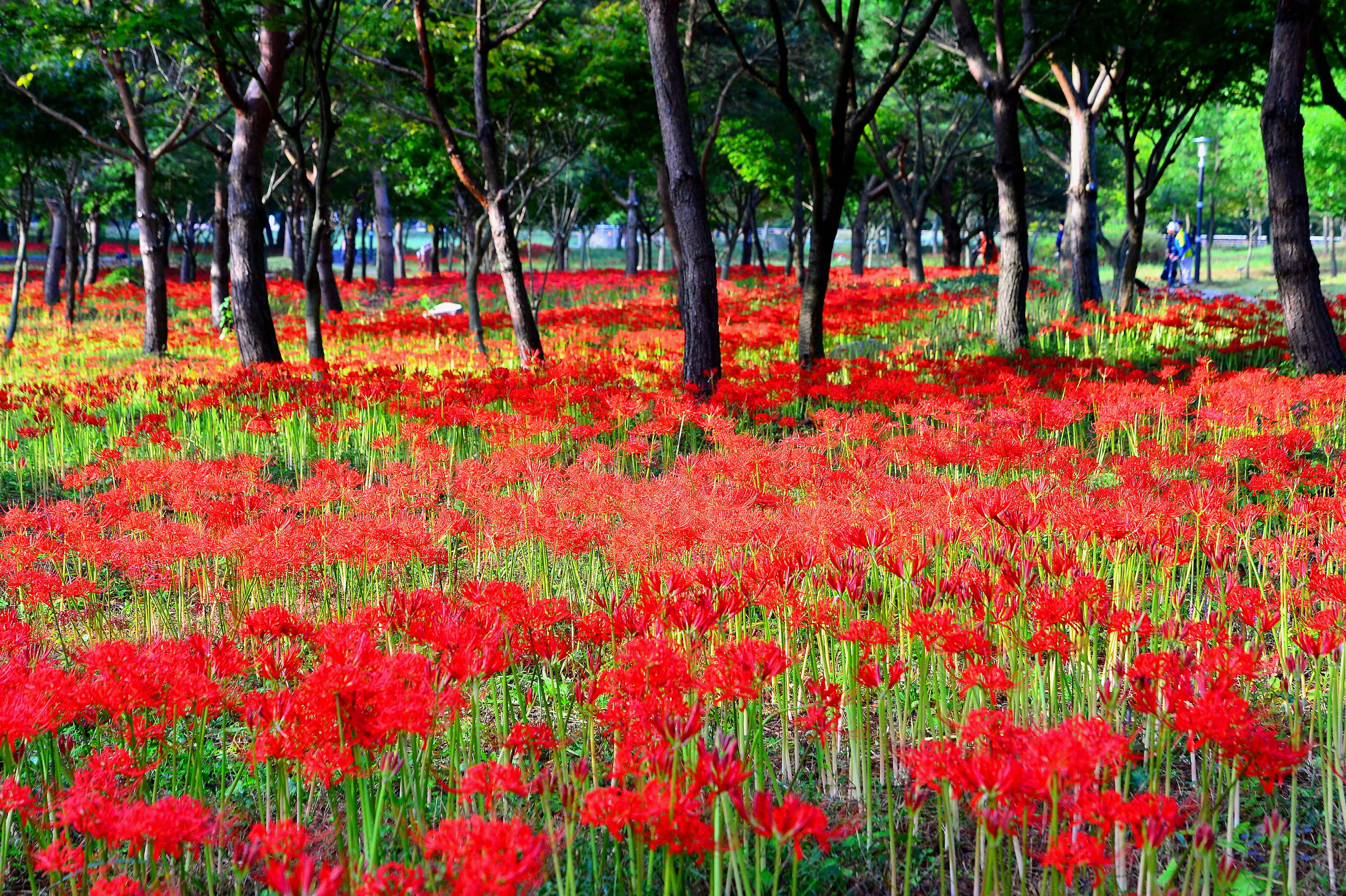 선운사 꽃무릇 군락지