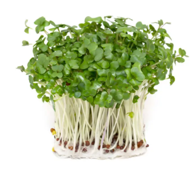 브로콜리 스프라우트