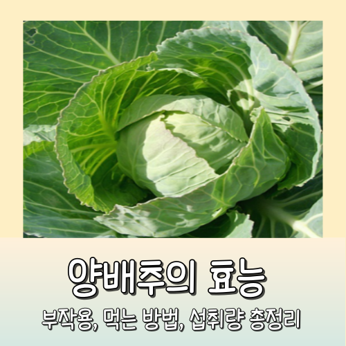 양배추의 효능