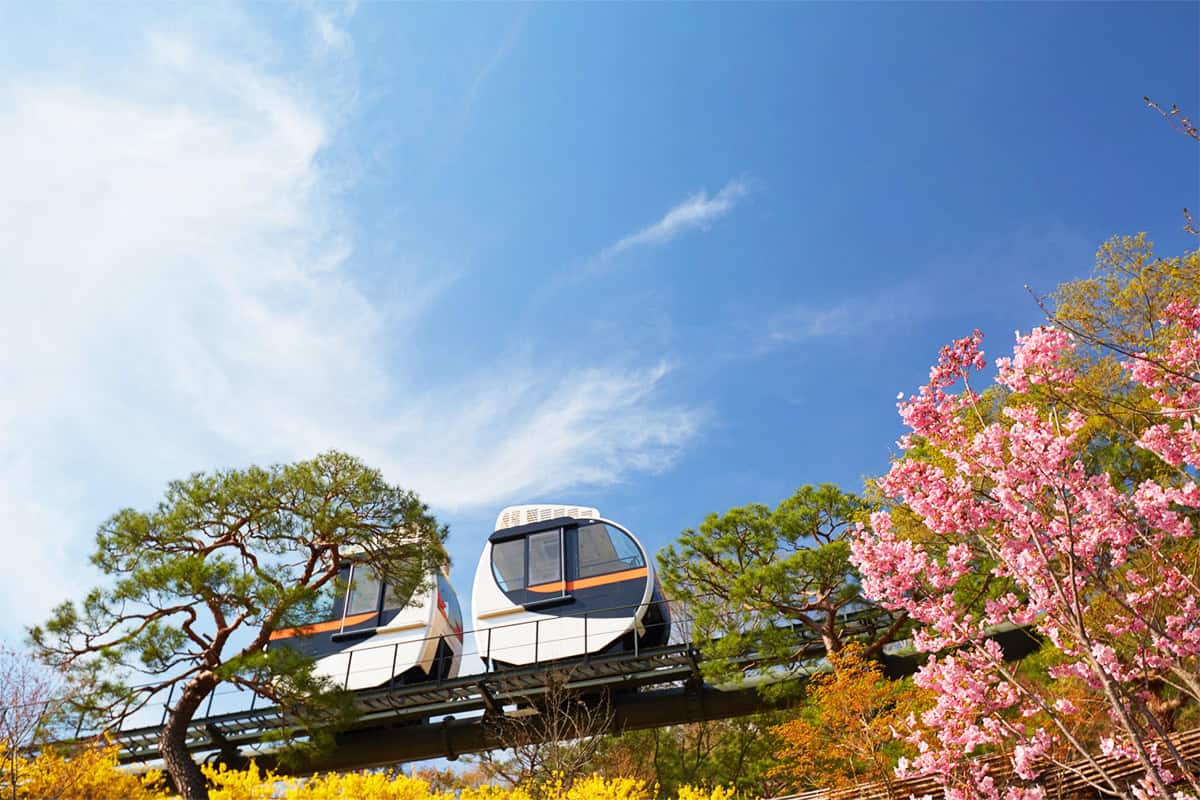 2025 화담숲 벚꽃 예약