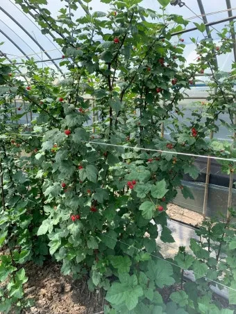 산딸기 재배 번식 방법 포트 묘 심기 잡초 관리_5