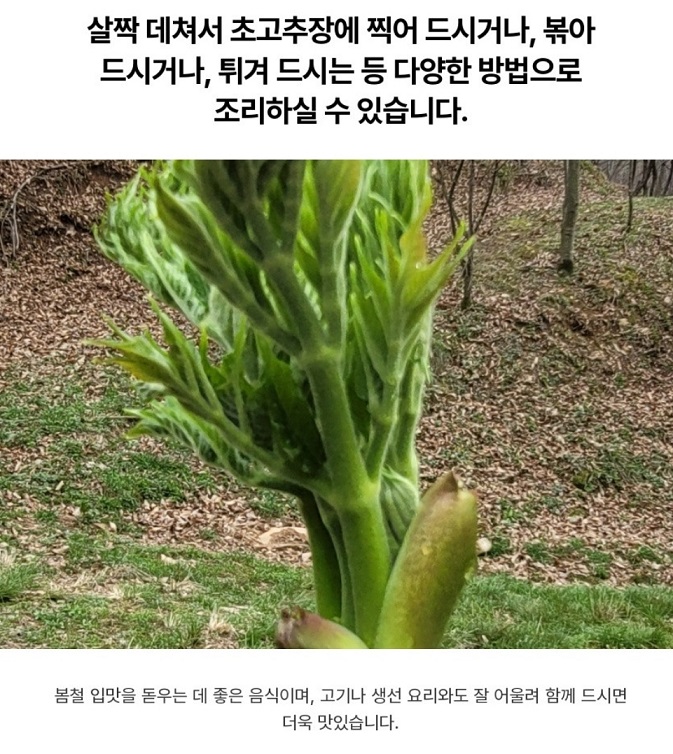 춘천-땅두릅-레시피