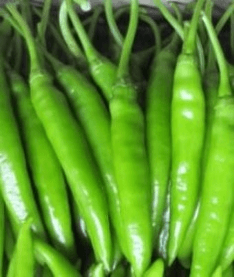 추른-고추가-많이있는-모습