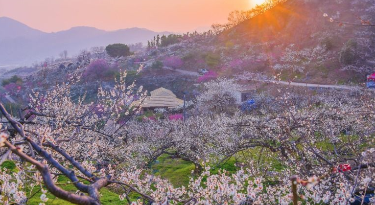 수천 개의 장독대와 매화가 어우러진 청매실농원