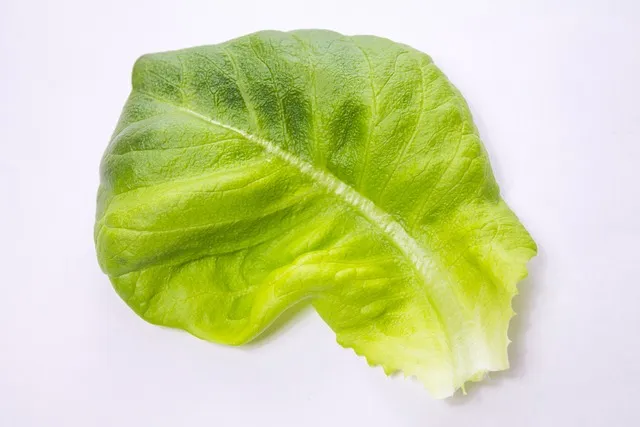 왕고들빼기 효능과 섭취시 주의사항 건강 정보_8