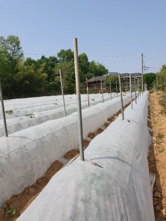 고추 재배 모종 고르기 지주 설치 시비 요령_10