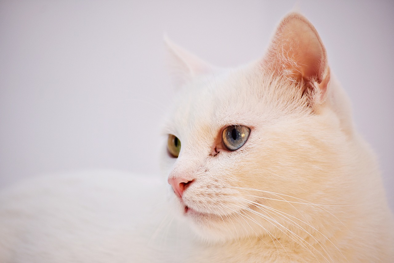 터키쉬 앙고라(Turkish Angora)4