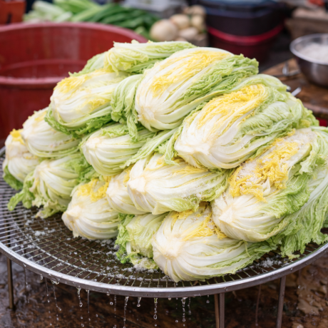 배추 절이는 법 핵심 요약본! 김장배추 뒤집기 및 절이는