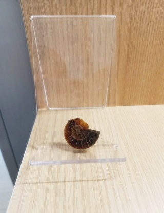 [관찰 학습] 고생대 중생대 화석 수집 (암모나이트 삼엽충 모기 새우) 